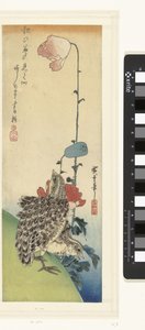 Wachteln und Mohnblumen von Hiroshige (I) , Utagawa
