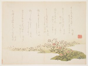 Veilchen, ca. 1848-53