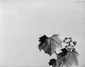 Glockenblume, 19. Jahrhundert