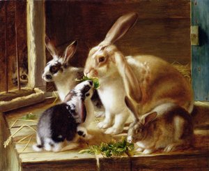 Langohrige Kaninchen in einem Käfig, beobachtet von einer Katze