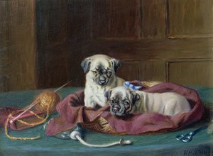 Mopswelpen in einem Korb von Horatio Henry Couldery
