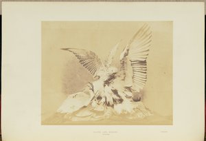 Habicht und Reiher von Hugh Owen