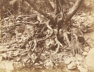 Baum mit Wurzelgewirr