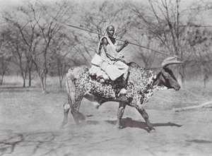 Afrika: Aulad Hamid Ochsenreiter von Hugo Adolf Bernatzik