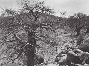 Afrika: Baobab-Baum, Dar Nuba von Hugo Adolf Bernatzik