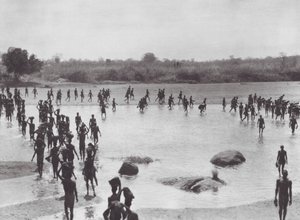 Afrika: Morus baut eine Brücke in der Nähe von Amadi von Hugo Adolf Bernatzik