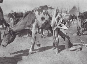 Afrika: Nördlicher Dinka bläst eine Kuh