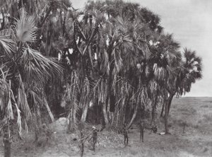 Afrika: Nuer-Jäger in einem Palmenwald von Hugo Adolf Bernatzik