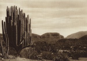 Mexiko: Cuicatian, "Cereus candelabrum"