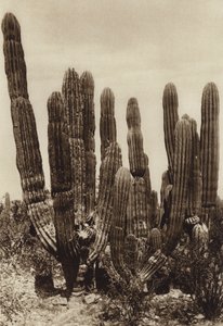 Mexiko: Guaymas, "Cereus Pringlei", Bundesstaat Sonora