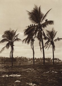 Mexiko: Umgebung von Vera Cruz, Geier von Hugo Brehme