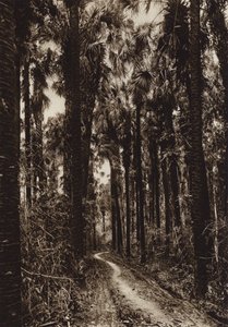 Mexiko: Tamasopo, Palmenhain von Hugo Brehme