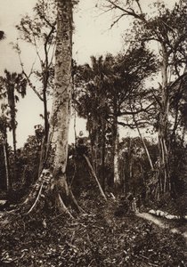 Mexiko: Tamasopo, Panorama des unberührten Waldes