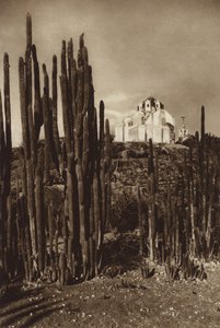 Mexiko: Zapottlan, "Cereus bavosus" von Hugo Brehme