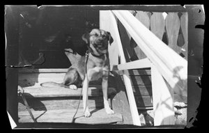 Balu auf der Treppe der rosa Villa von Hugo Simberg