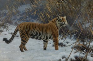 Ein Tiger im Schnee von Hugo Ungewitter