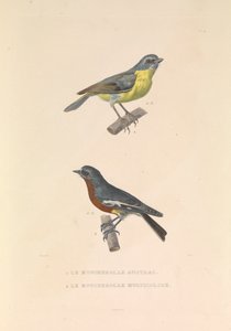 Der australische Fliegenschnäpper und der bunte Fliegenschnäpper