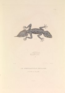 Der Gymnodactyle Phyllure