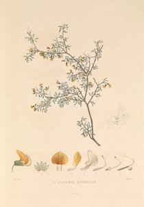 Die Adesmie Épineuse