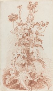 Mohnblumen mit Samenkapseln