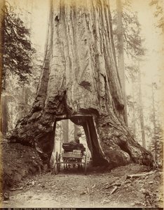 Abschnitt von "Wawona," 28 Fuß Durchmesser, 275 Fuß hoch, Mariposa Grove von I. W. Taber