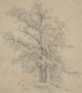 Baum