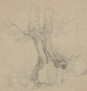 Baum und Felsen