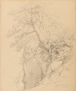 Baumstudie