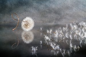 Geblasene Löwenzahnsamen von Igor Kopcev