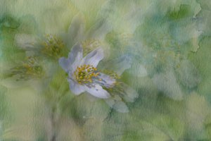 Träumerische Jasminblüten von Igor Kopcev