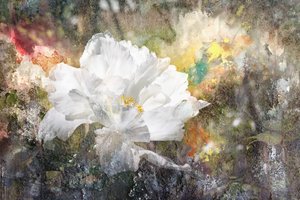 Träumerische Weiße Blüte von Igor Kopcev