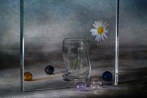 Ruhige Gänseblümchenreflexionen von Igor Kopcev