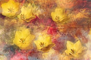 Strukturierte Gelbe Tulpen von Igor Kopcev