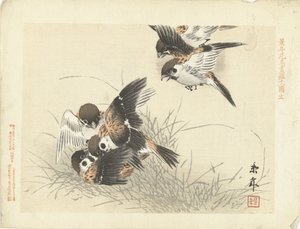 Fünf Spatzen im Kampf (Serientitel: Blumen- und Vogelskizzen von Keinen)