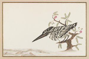 Ein Eisvogel beobachtet von Indian School