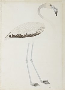Ein Flamingo, ca. 1780
