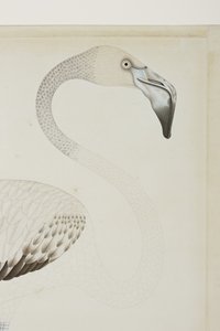 Ein Flamingo (Detail), ca. 1780 von Indian School