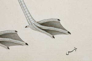 Ein Flamingo (Detail), ca. 1780 von Indian School