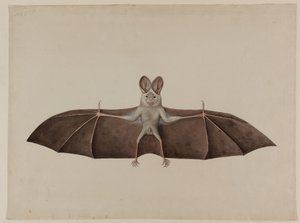 Asiatische Kleine Falsche Vampirfledermaus, ca. 1790