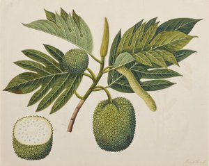 Brotfruchtblüte, Laub und Frucht, ca. 1820 von Indian School
