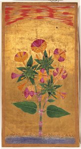 Vier Uhr oder Das Wunder von Peru (Mirabilis Jalapa), Mughal-Periode von Indian School