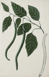 Früchte und Blätter einer der Bignoniaceae, 1785-89 von Indian School