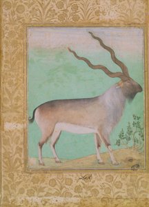 Steinbock, Mughal