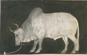 Indischer Stier von Indian School