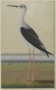 Wasservogel in einer Landschaft, ca. 1780 von Indian School