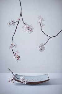 Zartes Sakura-Stillleben