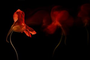 Lebendiger Blumenfluss