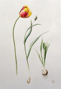 Papageientulpe, 1995 von Iona Hordern