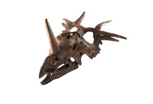 Ein originaler Styracosaurus im Canadian Museum of Nature von Ira Block