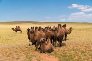 Baktrische Kamele in der südlichen Gobi-Wüste in Süd-Mongolei